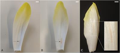 Overview of Witloof Chicory (Cichorium intybus L.) Discolorations and Their Underlying Physiological and Biochemical Causes